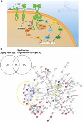 Epidermal Growth Factor Pathway in the Age-Related Decline of Oligodendrocyte Regeneration